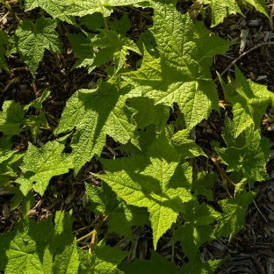 rabbitslikewatershipdown@kolektiva.social