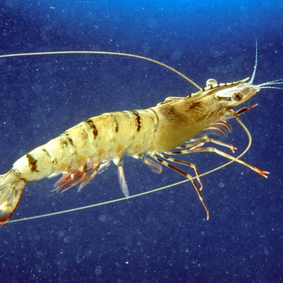 Prawn