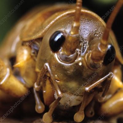 weta@kolektiva.social