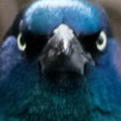 GRACKLE.EXE