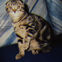 silver_buttercat@kolektiva.social