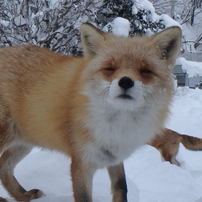 xri@kolektiva.social