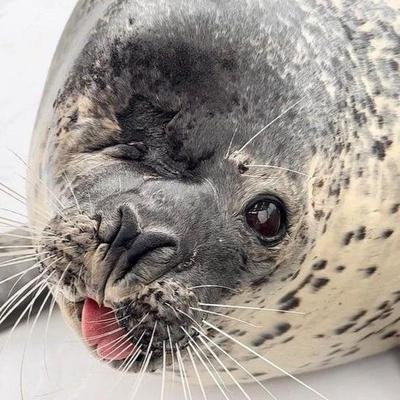 seal161