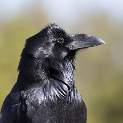 greedy_raven