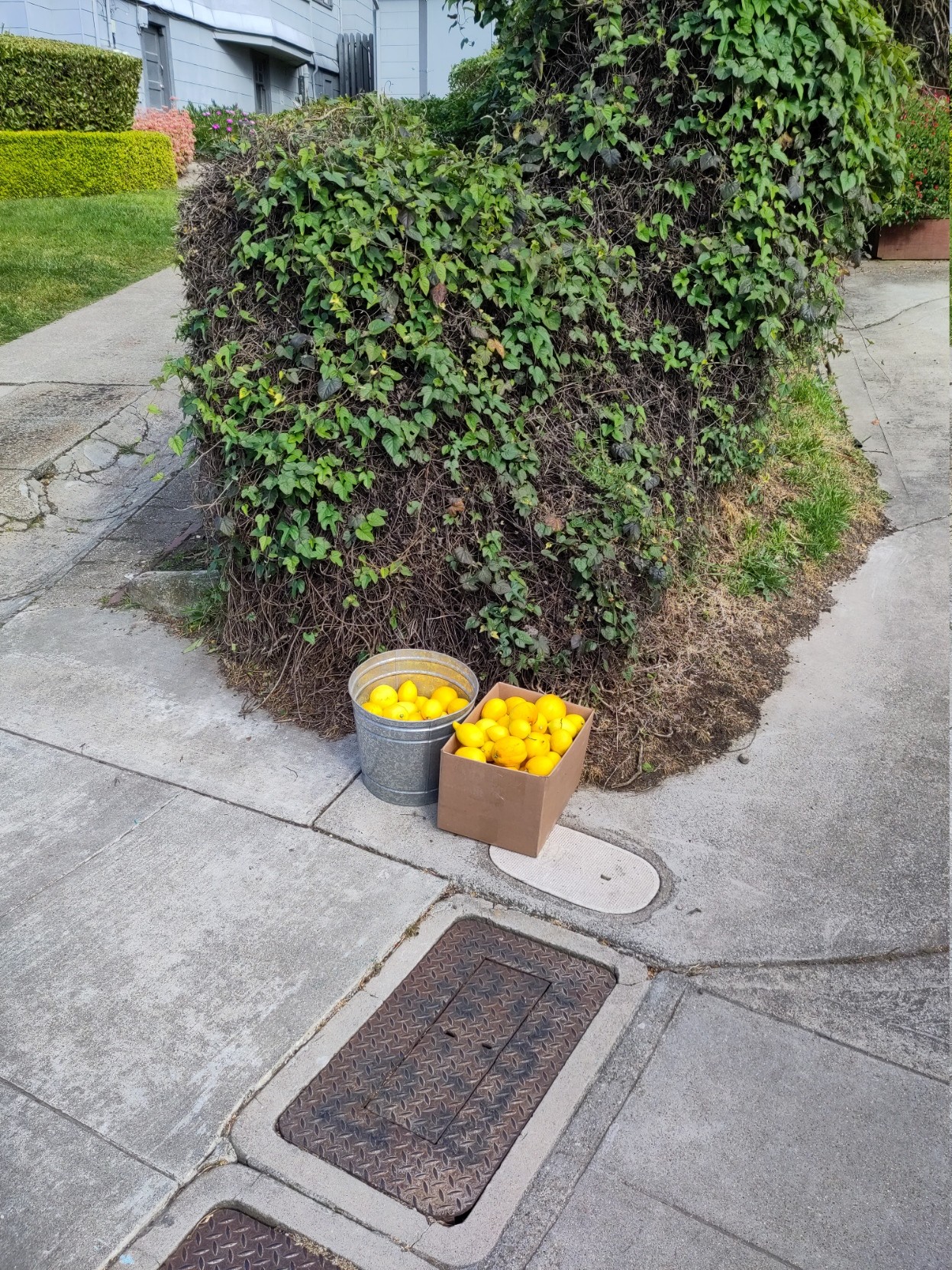 Picture of a galvanized metal pail and a cardboard box, each full of ripe lemons, sitting on the curb in front of some overgrown hedges.