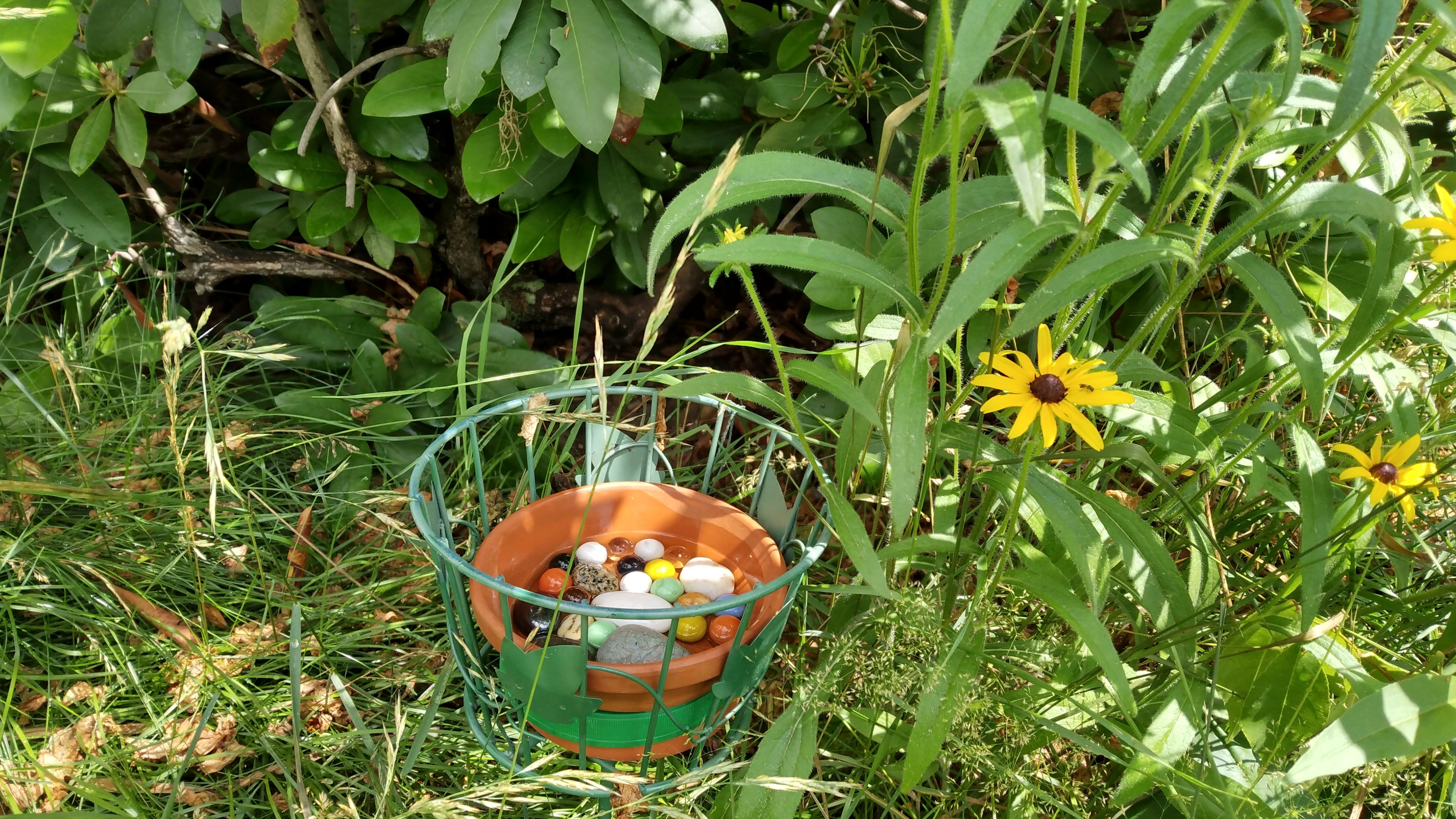 A clay saucer in a wire basket. The clay saucer contains colorful stones and marbles, and has a bit of water in it. The saucer is surrounded by grass, leaves and flowers (black-eyed susans).
