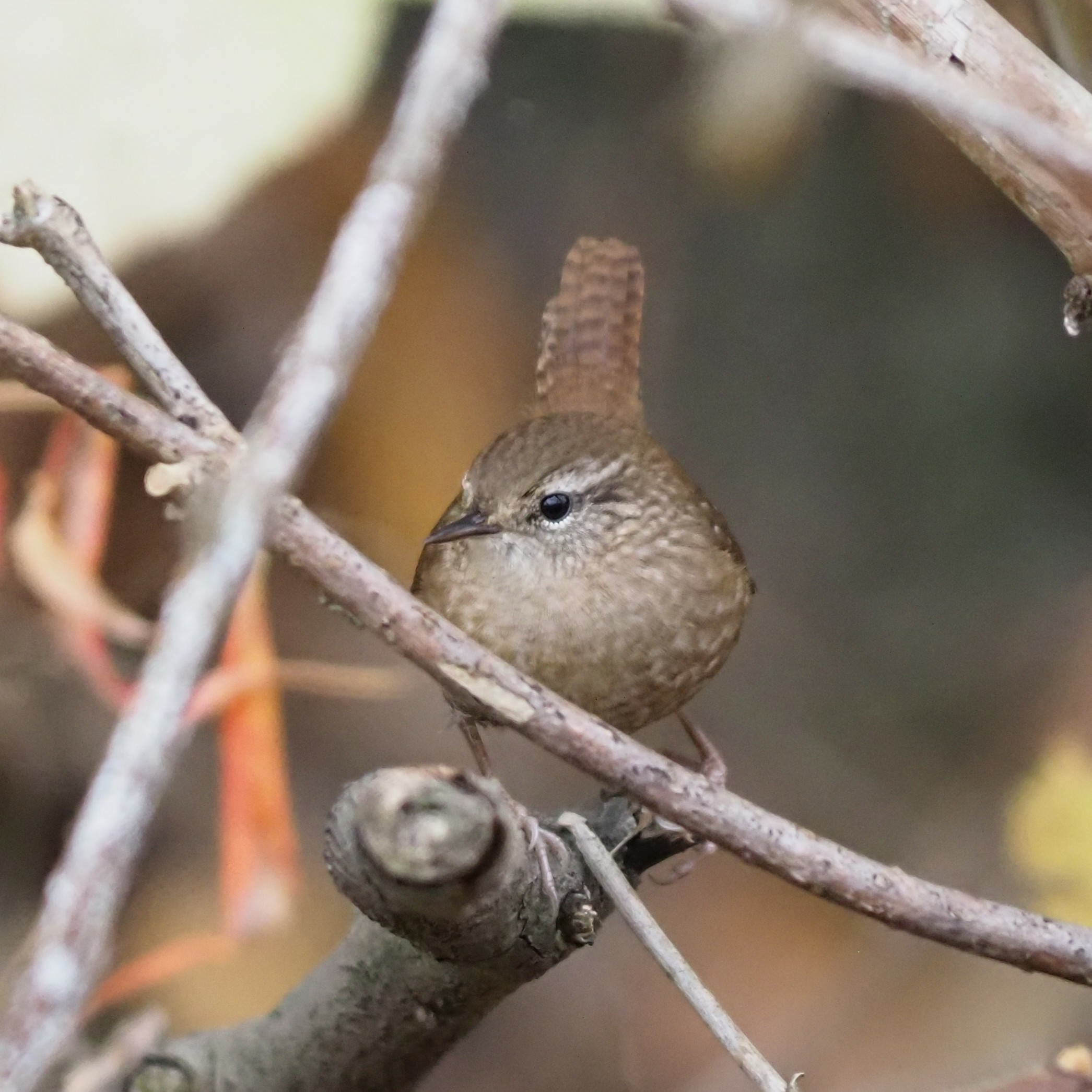The same bird as in the first image, on the same perch but now facing the camera, their head turned to the side, expression fierce and tail held straight up.