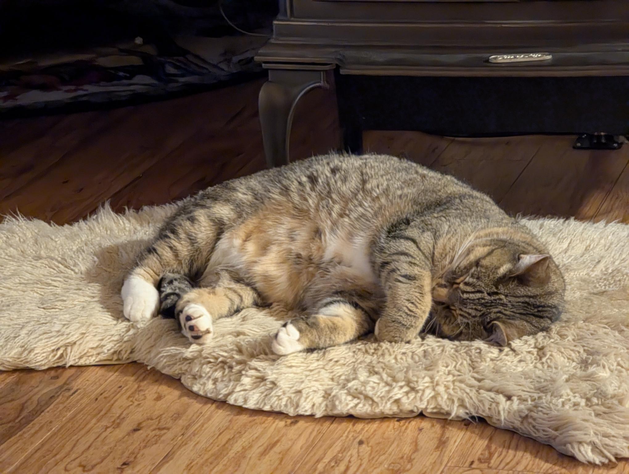 A short haired tabby cat lounging on a sheepskin rug with one paw almost covering his eyes. His prominent spotted belly is turned slightly upward.