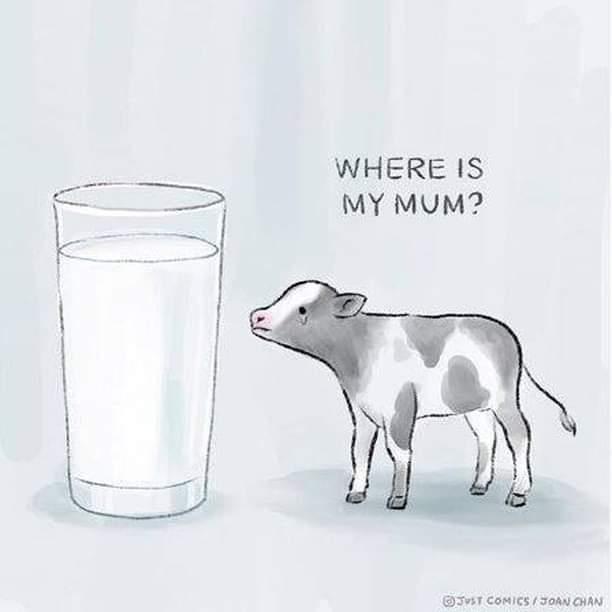 Illustration of a small calf standing beside a tall glass of milk, looking up at it. The calf appears alone, with the words “WHERE IS MY MUM?” written above their head, highlighting the separation between mother and baby implied by the milk.