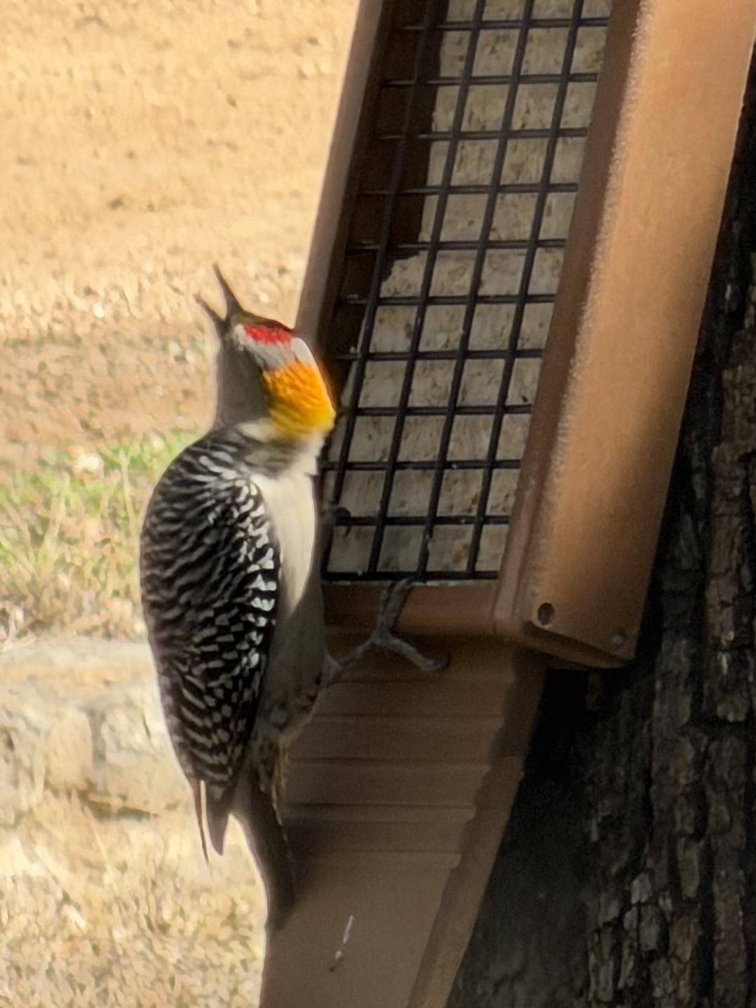 Closeup of a woodpecker perched on a suet feeder. On its back, black and white horizontal stripes. On its crown, a bright red beret. On its nape, a neon orange collar. Gorgeous birdie.