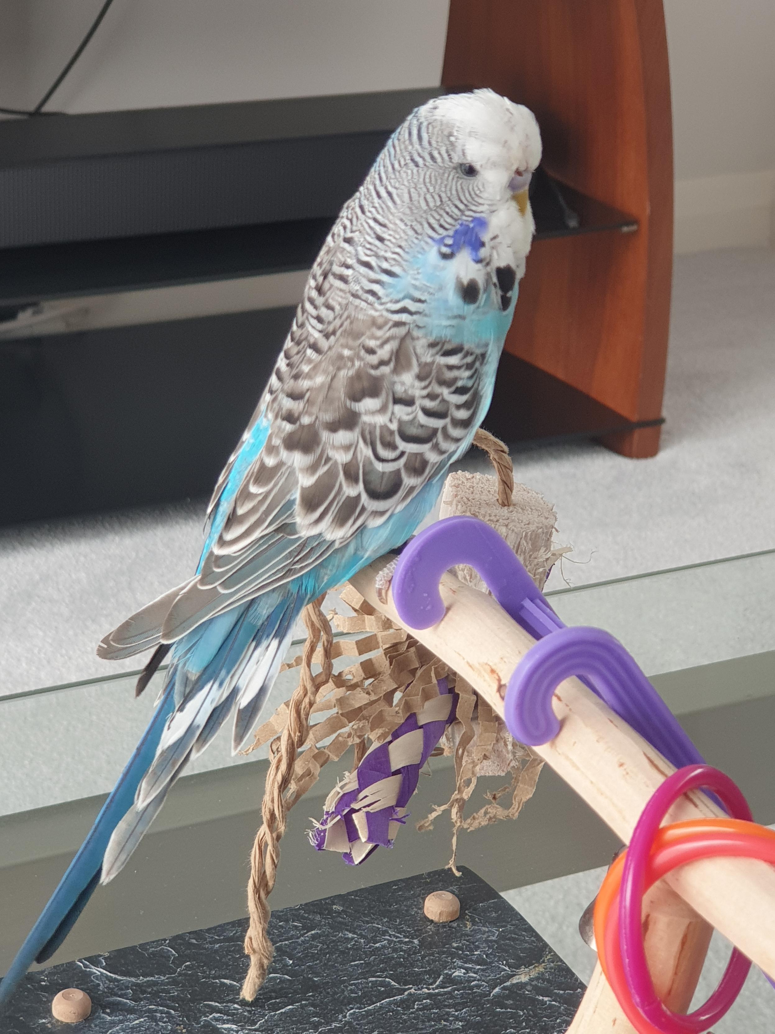 A just landed blue and white budgie, on a perch