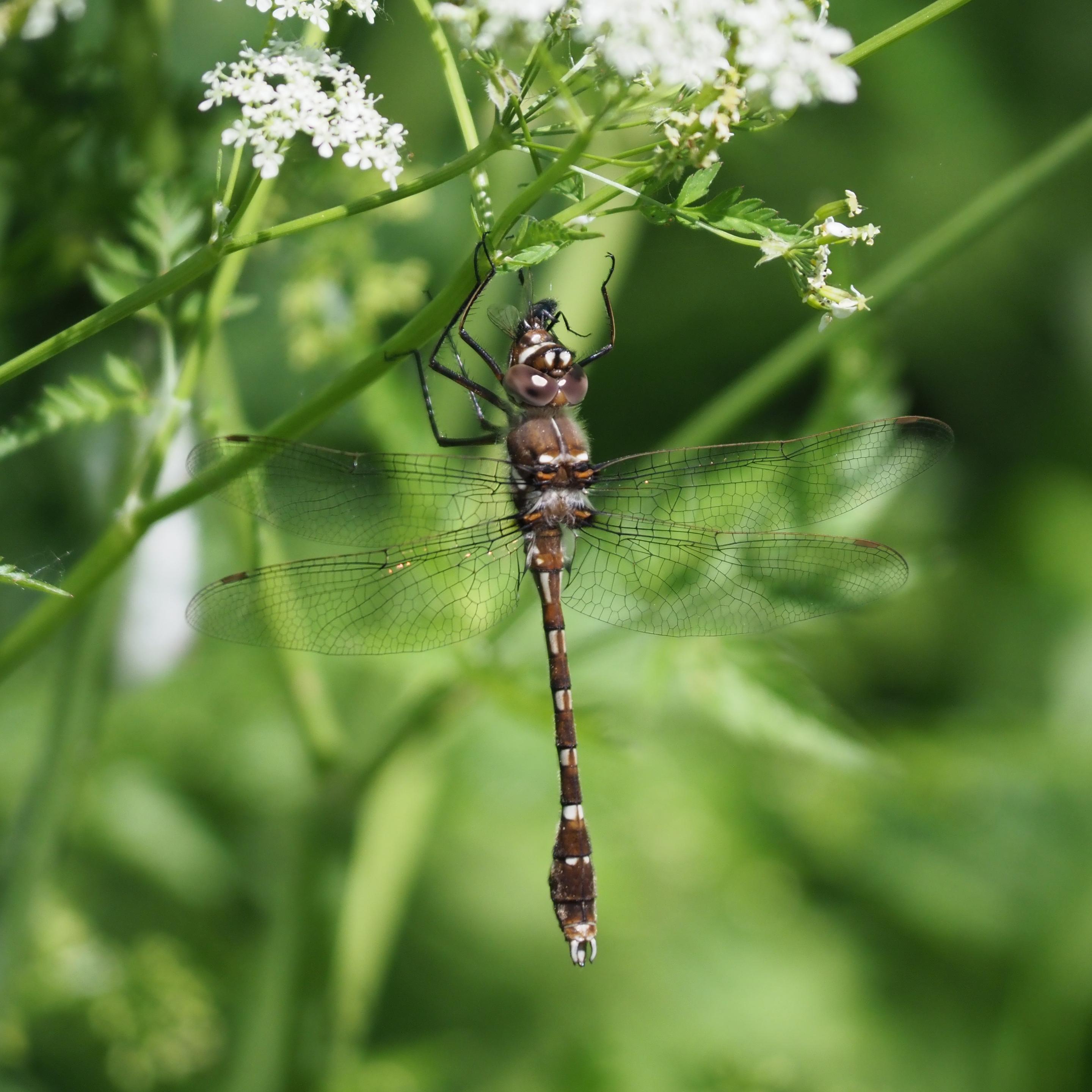 A large dragonfly in shades of milky brown, orange-brown, and cream, gripping a green plant stem with white flower heads above them, one of their front legs lifted into the air. They're eating a fly, part of its body visible as it sticks out of their mouth. Their large eyes are glossy.