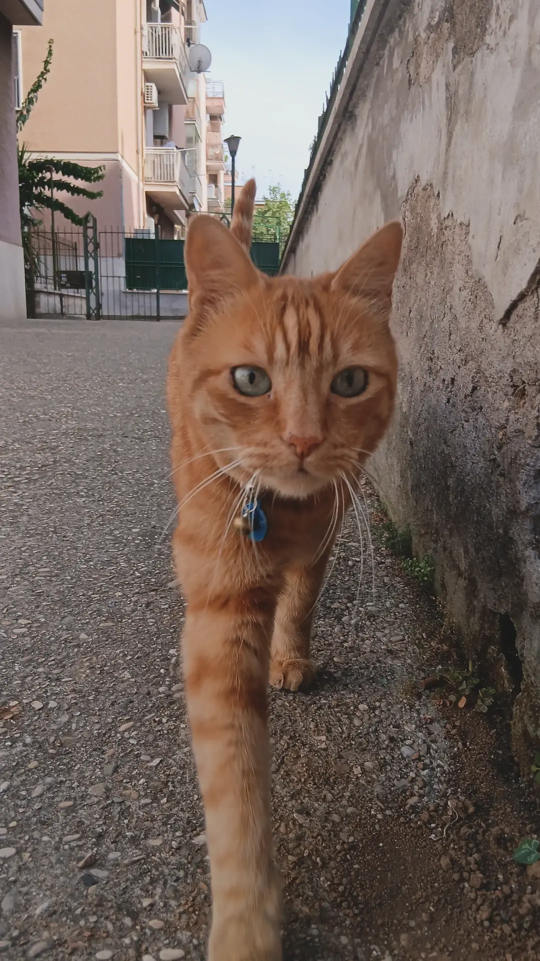an orange tabby stray cat approaching me