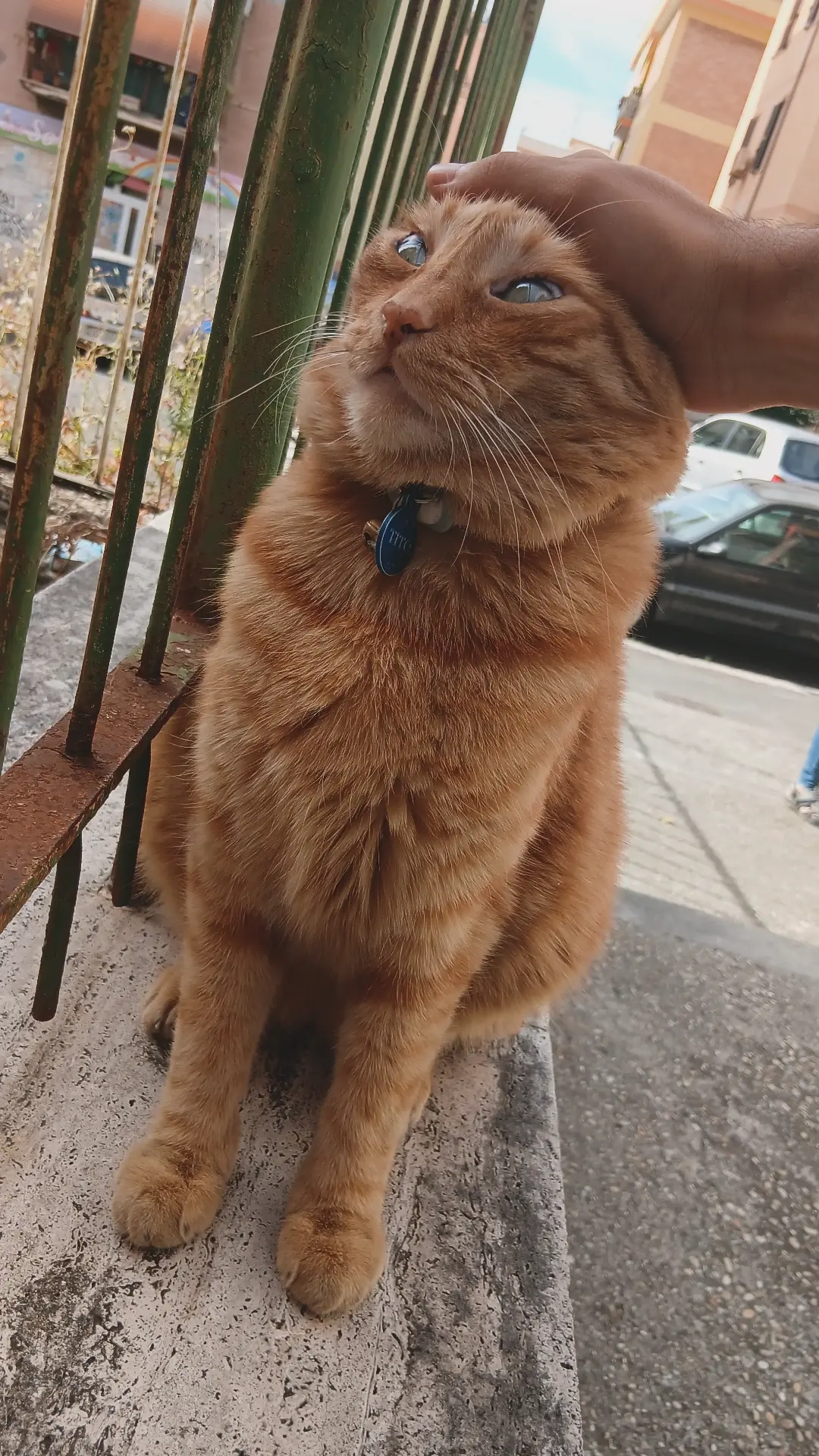 me (aggressively) petting that cat on his head