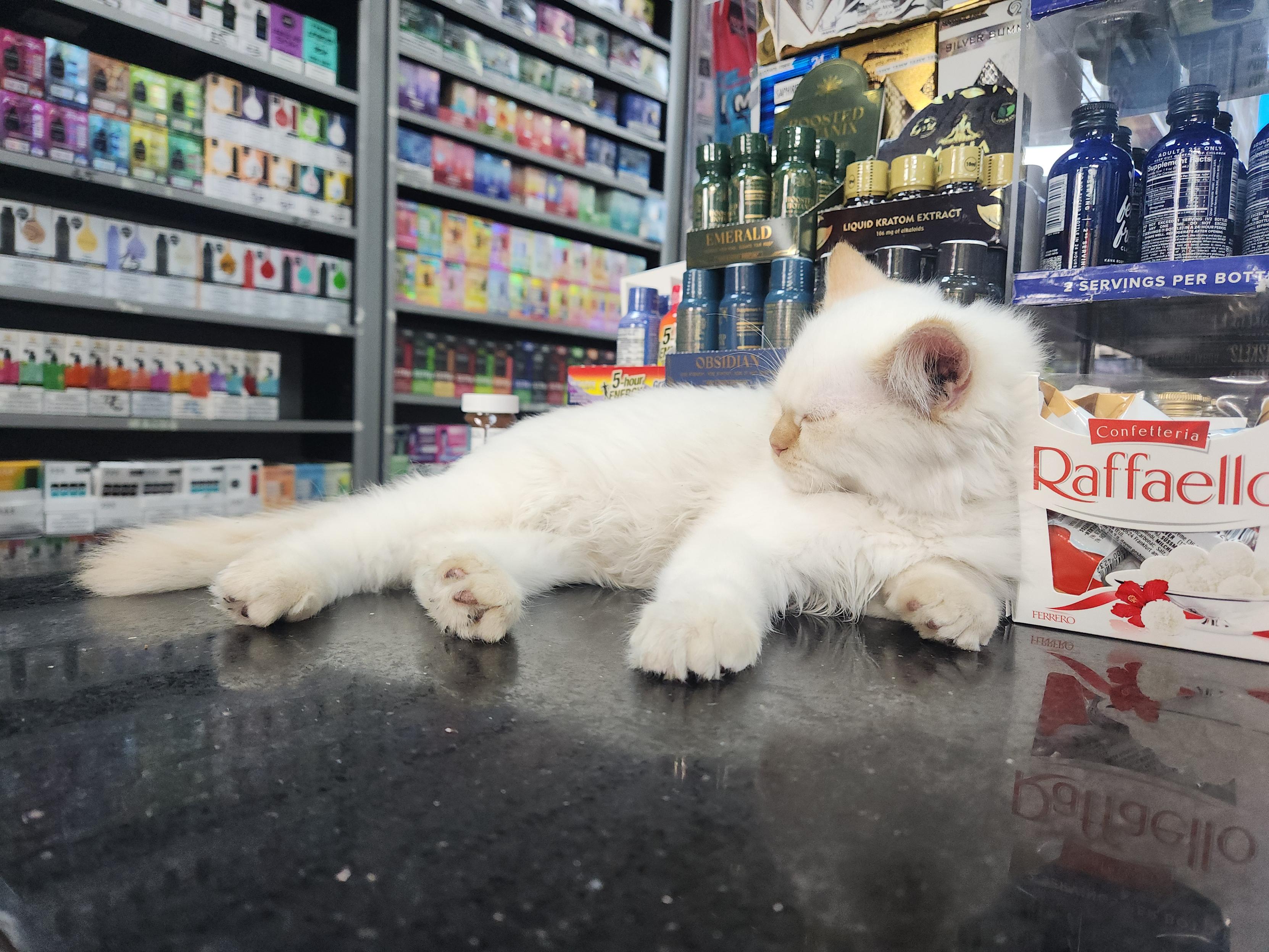 Photo of a sleeping white cat on a bodega counter in front of bottles of kratom drinks