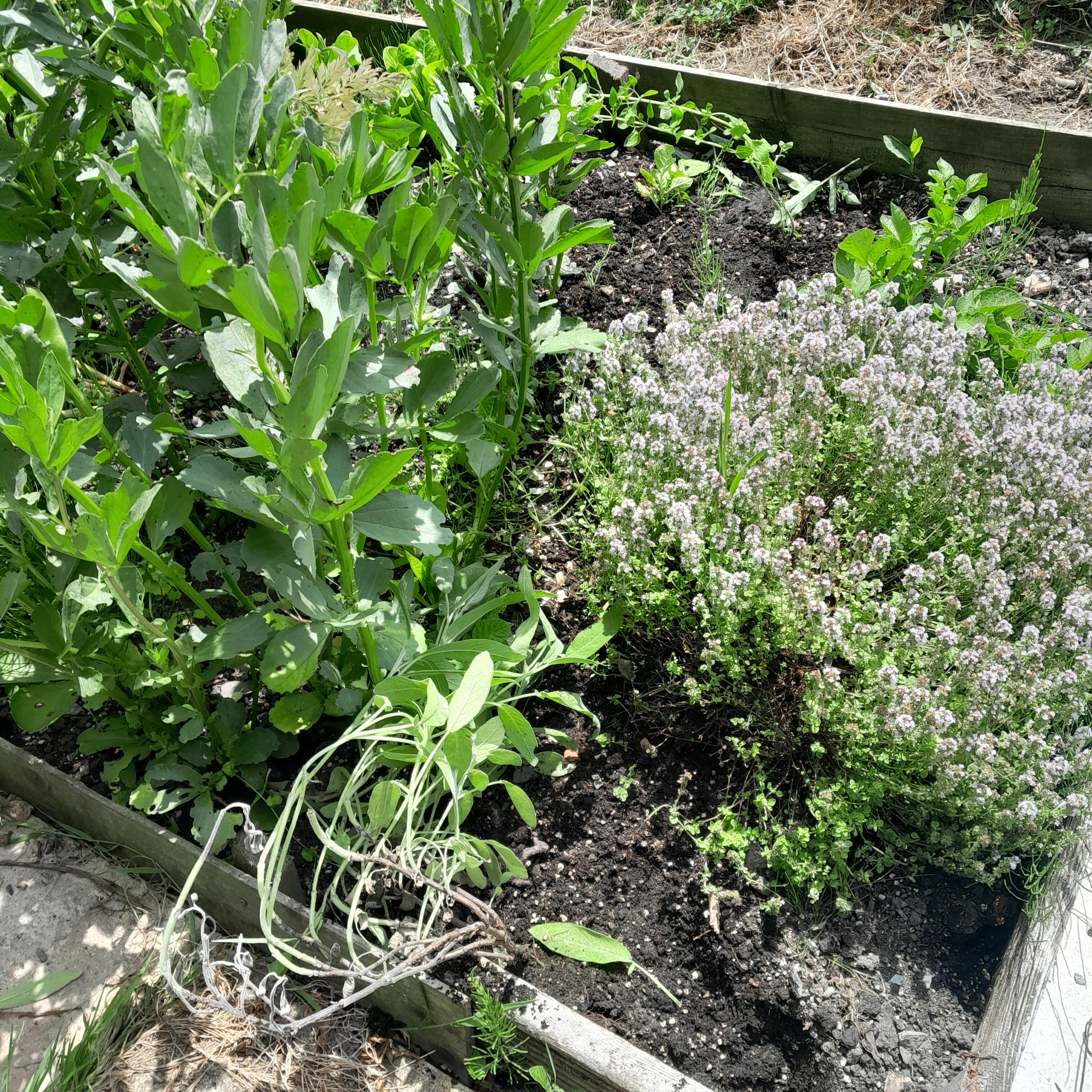 Thyme and sage