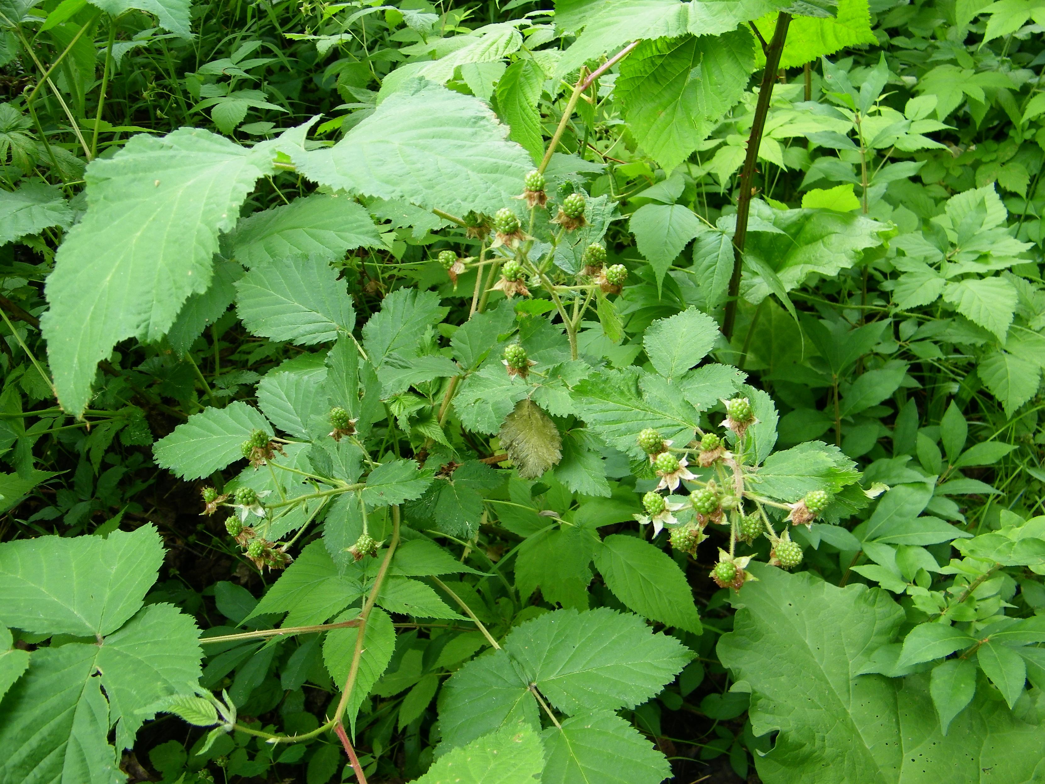 Little bitty green raspberries on the vine, surrounded by three-leaf, sharp-toothed leaves (with thorns).