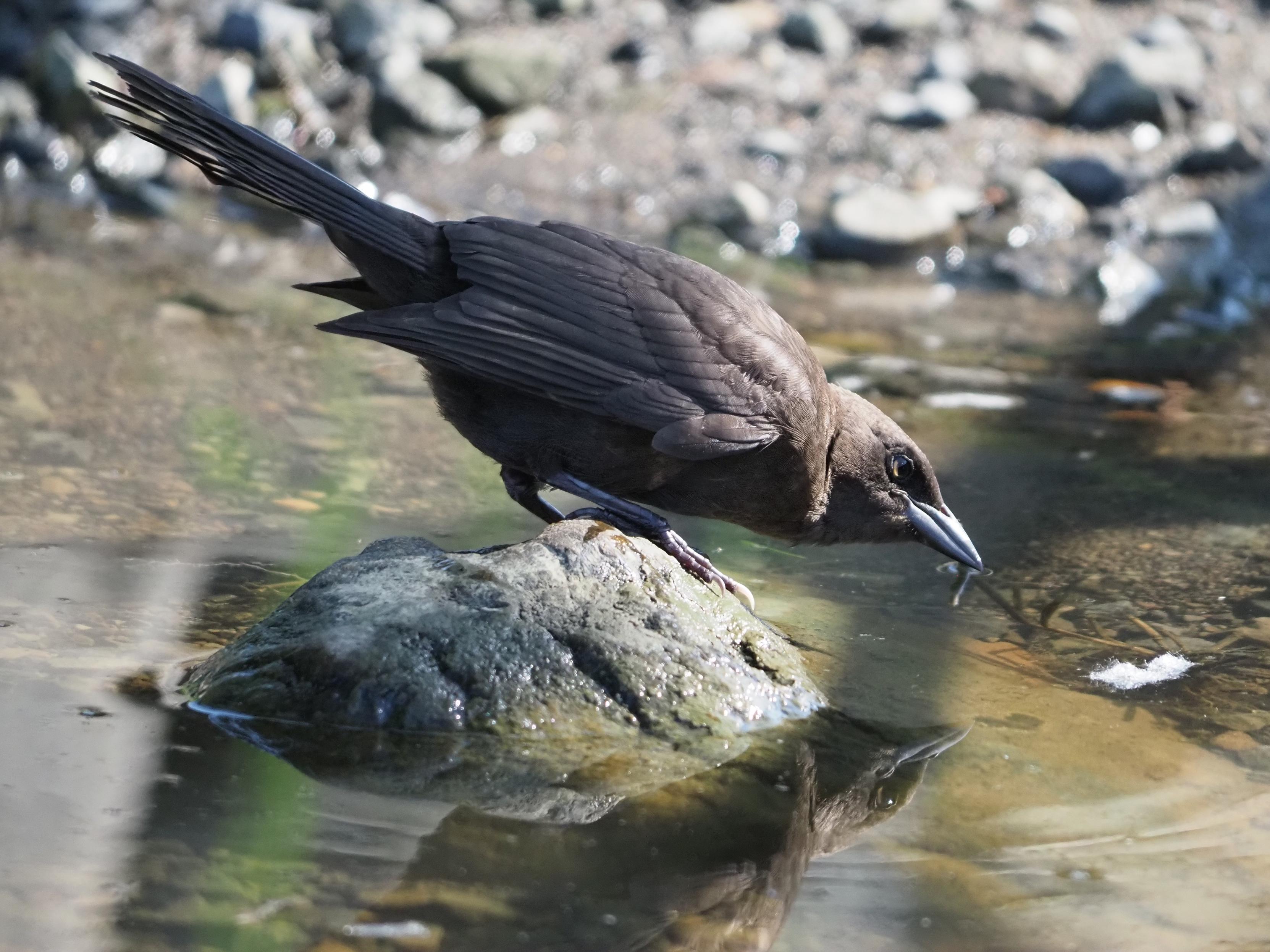 A fledgling common grackle, a bronze blackbird perched on a stone in shallow water, seen in profile, their head bent low, a perfect reflection of themselves seen in the brown water below them.