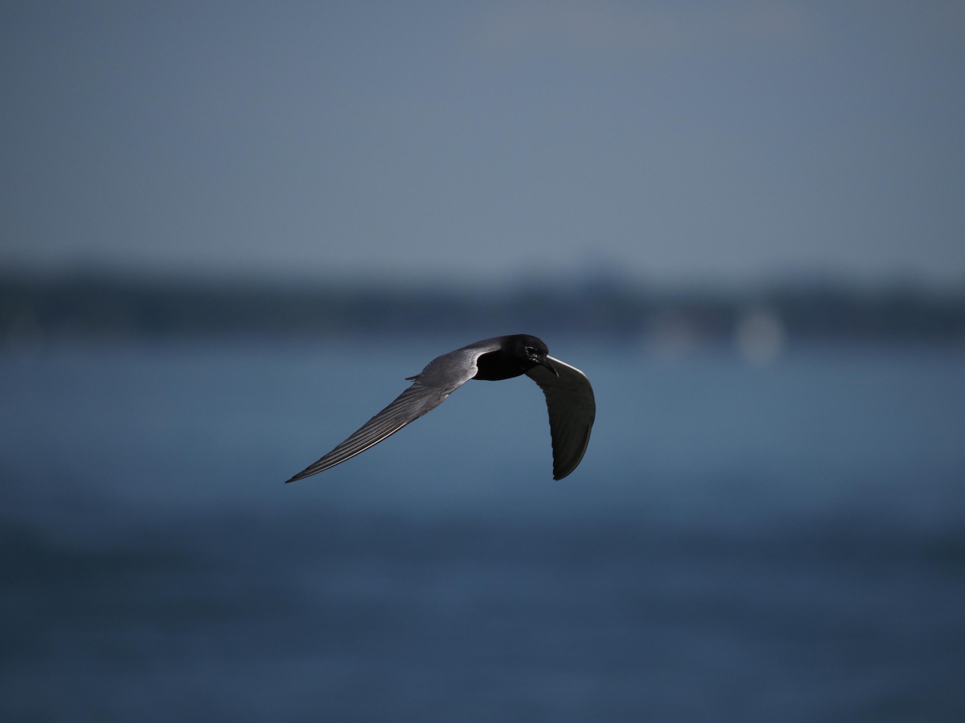 A black tern flies past a background of blue water and distant dark horizon, their body black, wings gleaming silver, pointed and elegant. Their bill is a black extension of their body, curving slightly downwards, with white speckling right around their eye, as if they're perhaps beginning to molt (but I'm not sure).
