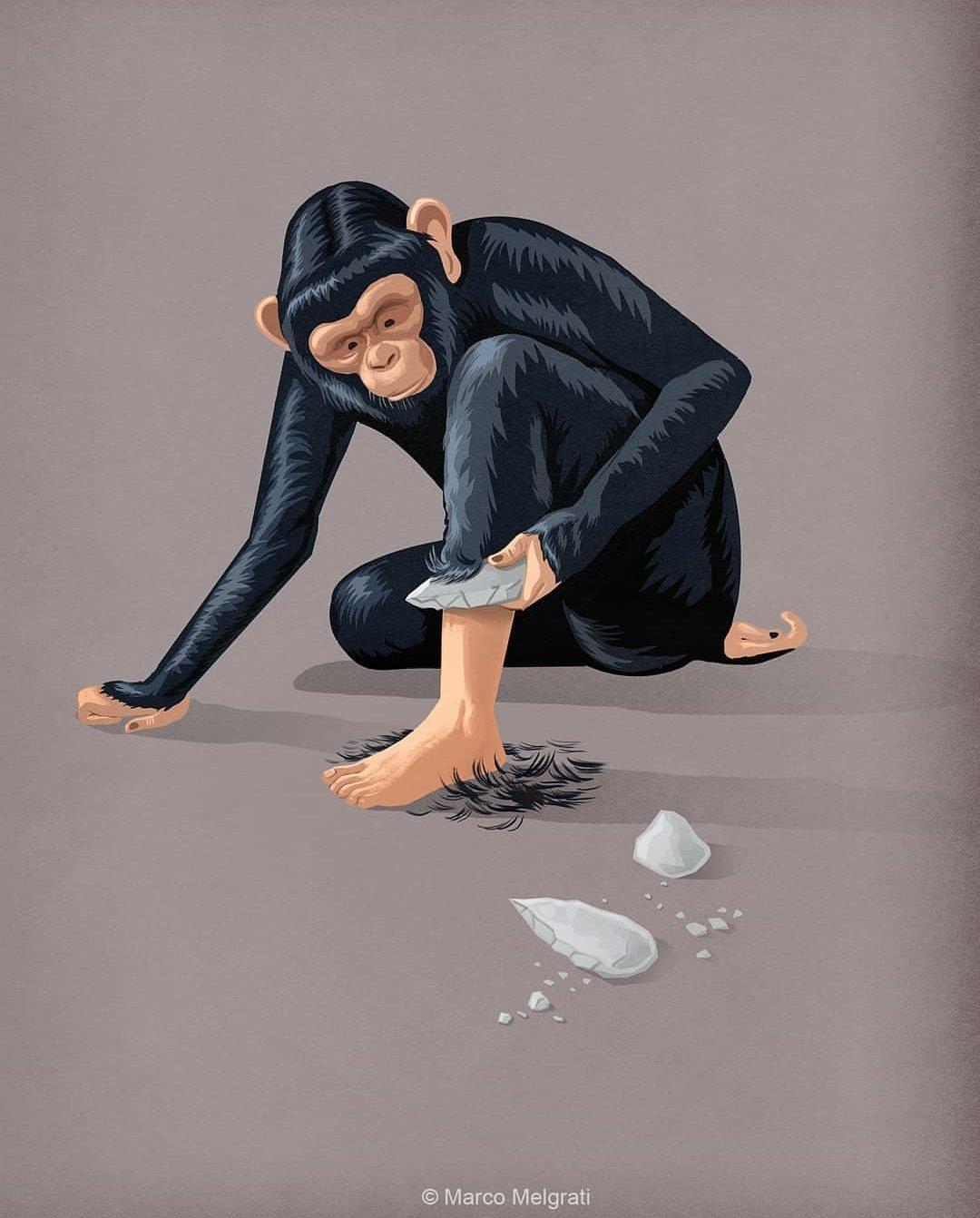 The image shows a chimpanzee sitting on the ground, carefully using a sharp stone to shave the hair from one of their legs. The chimpanzee appears focused on the task, with several pieces of broken stone scattered around. The background is a plain, muted color, drawing attention to the chimpanzee's activity. The artwork has a clean, illustrative style. The artist's signature, Marco Melgrati, is visible at the bottom.