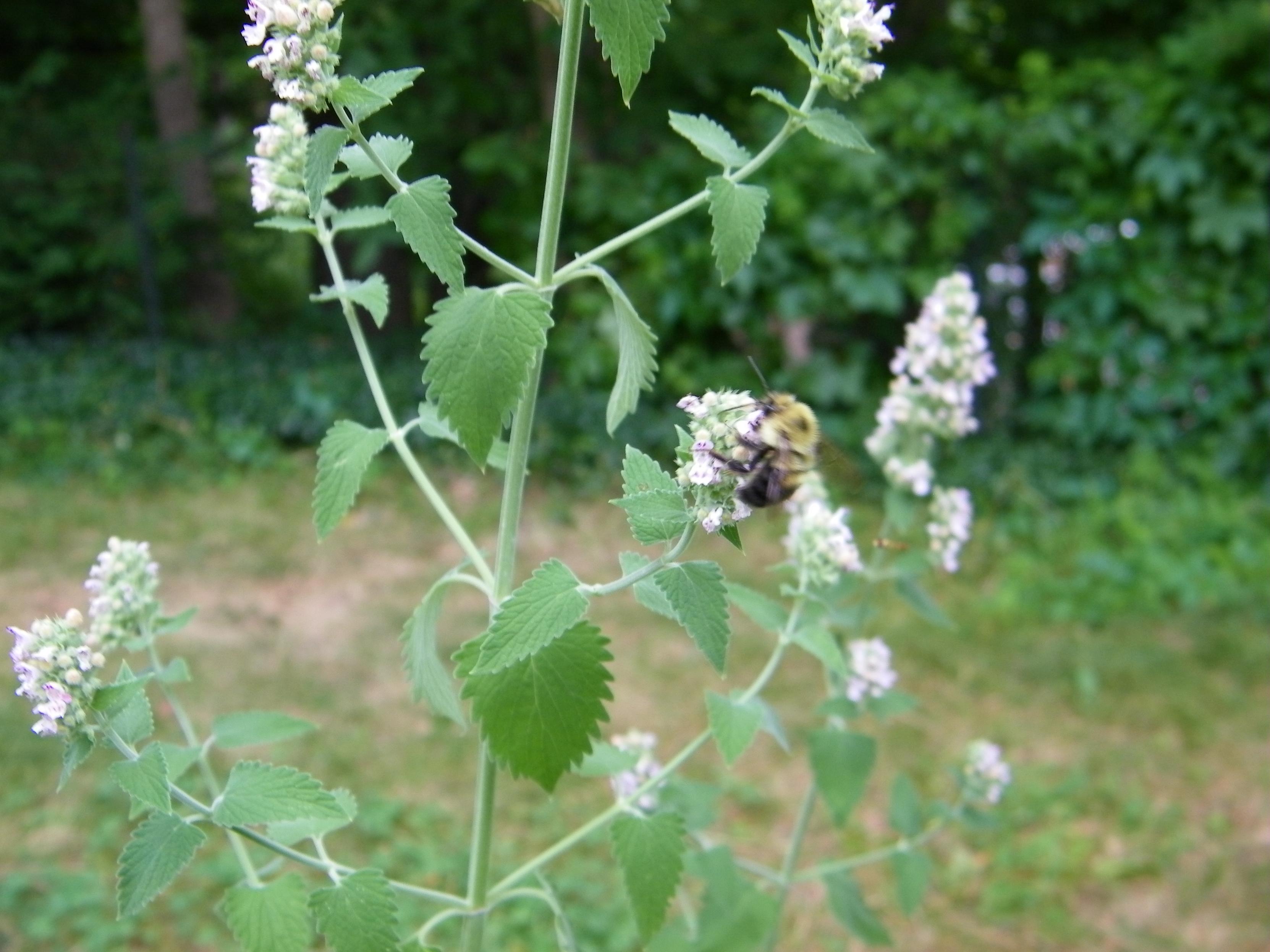 A closeup of a bumblebee sampling white catnip flowers. In the background are bushes and other plants.