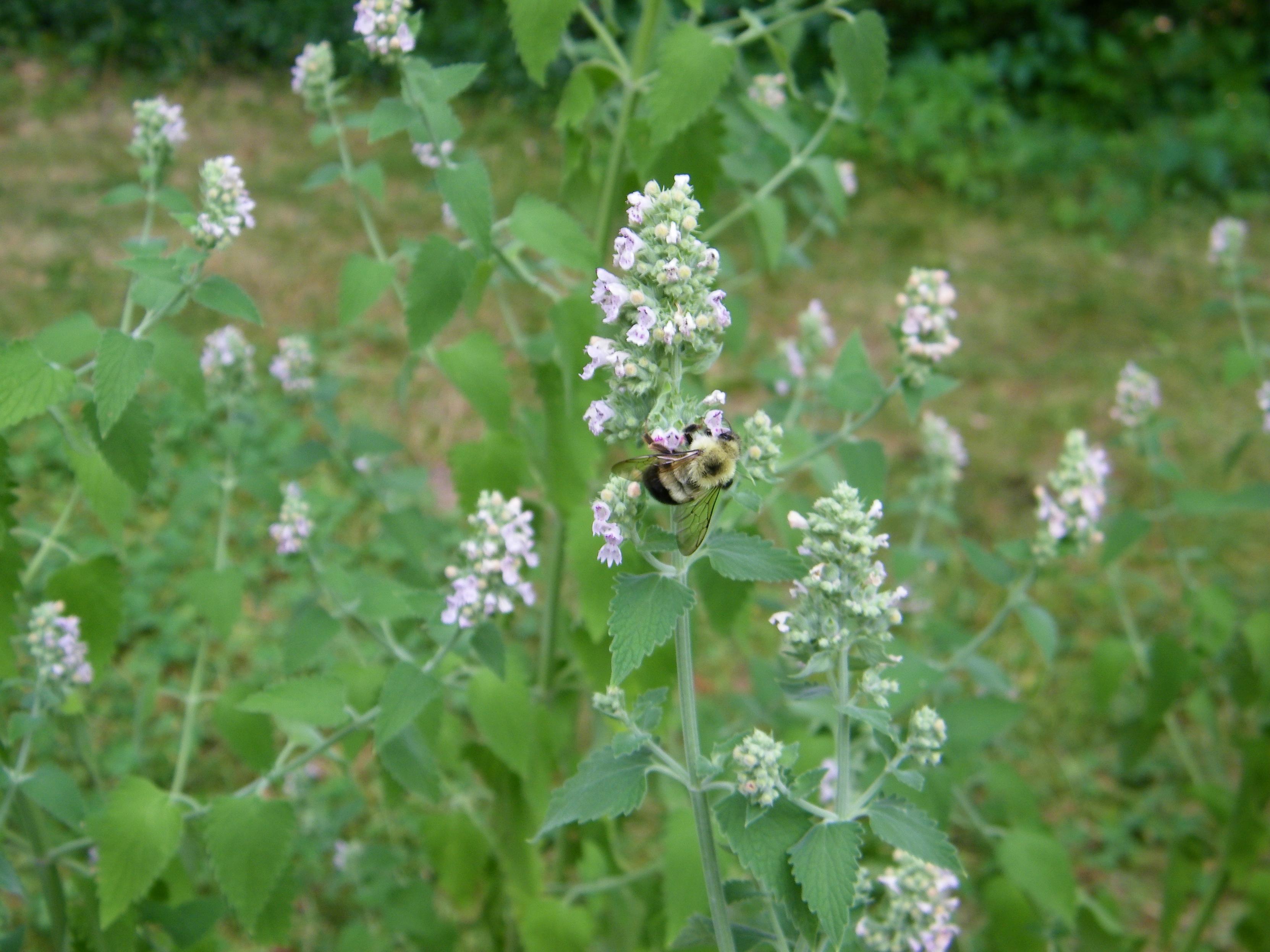 A closeup of a bumblebee sampling white catnip flowers.