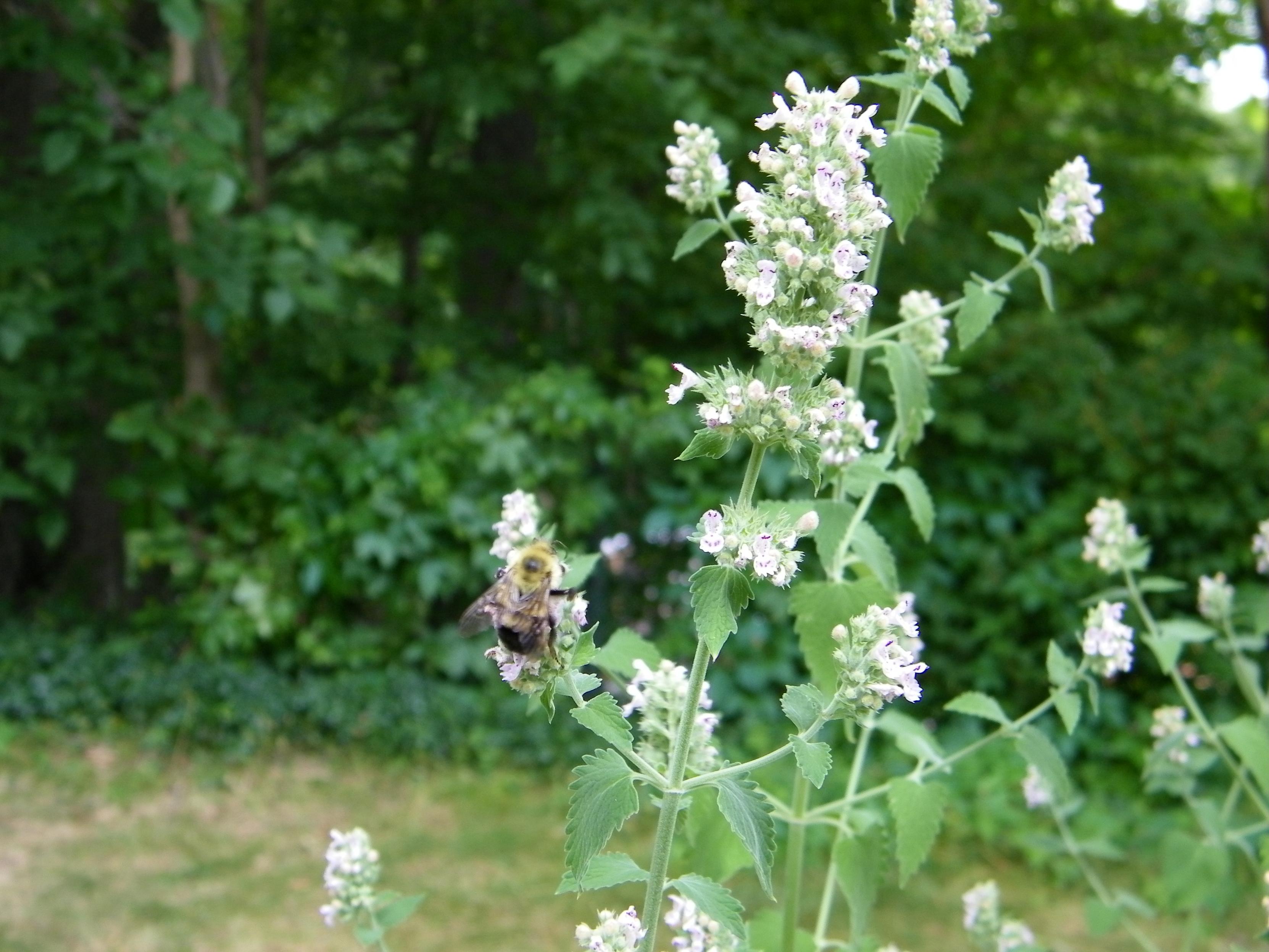 A closeup of a bumblebee sampling white catnip flowers. In the background are bushes and other plants.