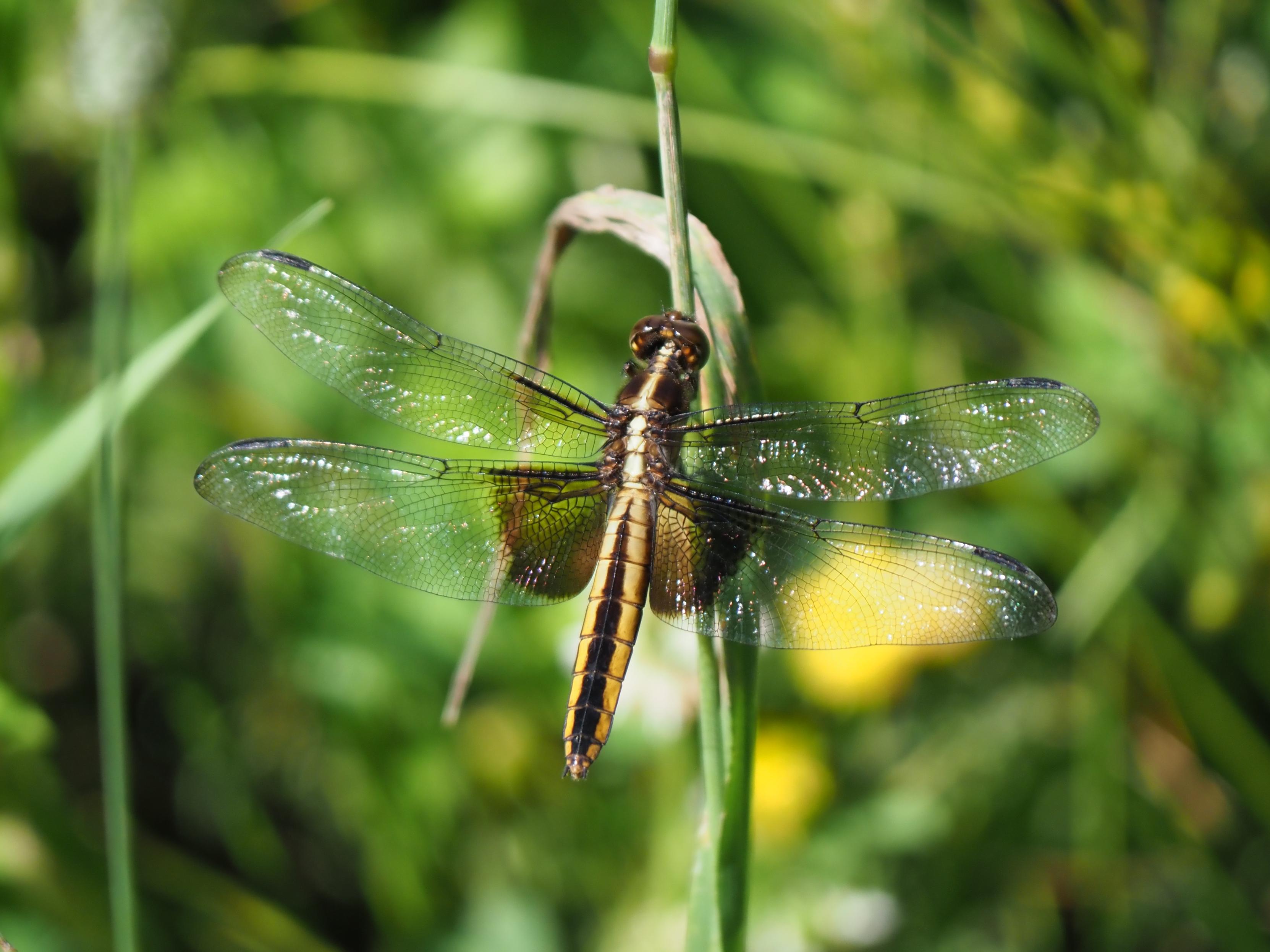 A large dragonfly gripping a sturdy plant stem, their body a pale yellow/cream with a dark stripe down their abdomen, with bronze patches on their lower wings near their abdomen and large bronze eyes. They're seen from behind, the bright sun picking out an iridescent tracery in their wings.