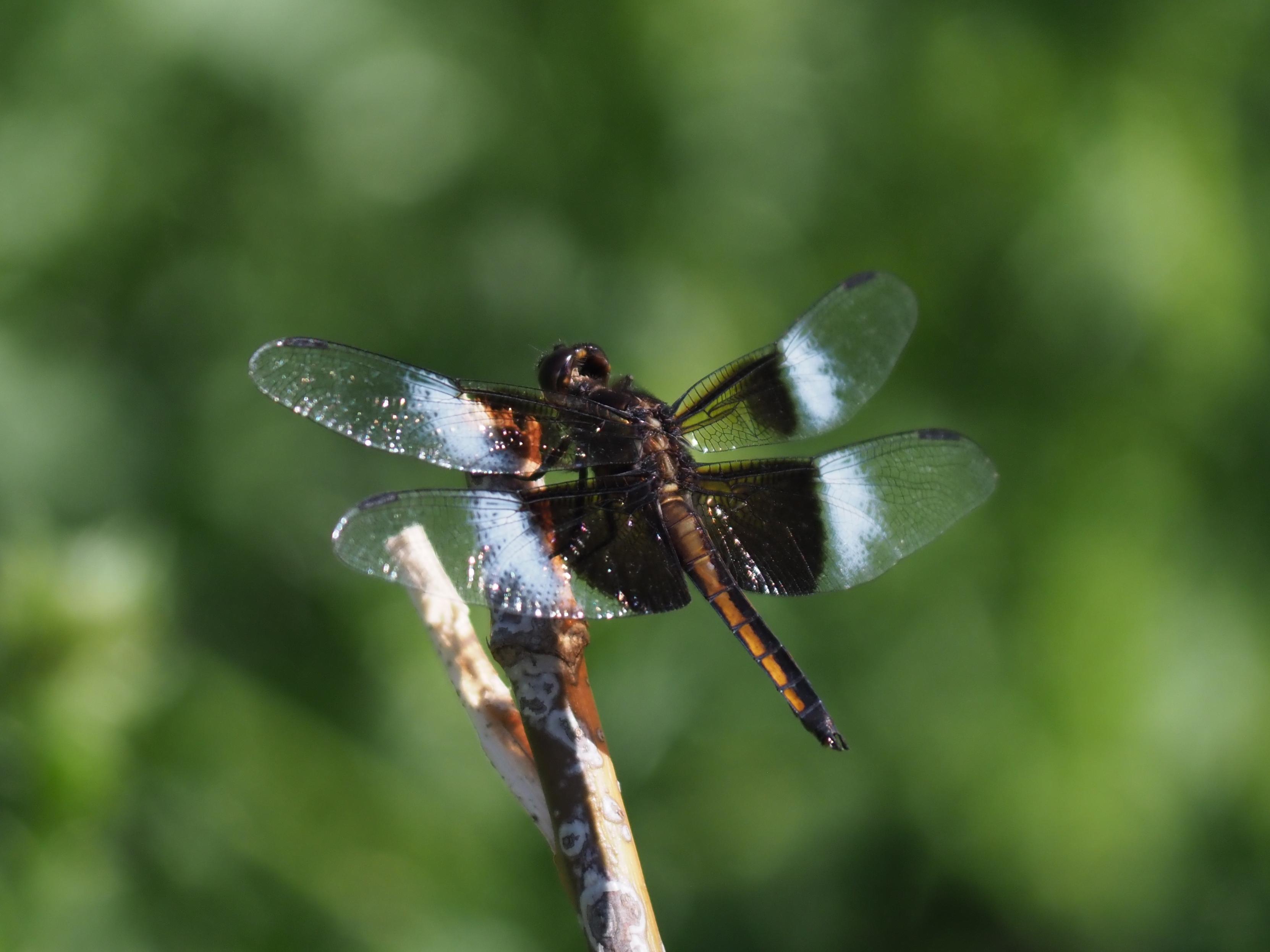 A large dragonfly perched on the tip of a cutoff stick, seen at an angle from behind, their body brown, abdomen rusty-yellow, with a black stripe down the middle and a back tip at the end. They have dark bronze patches on all four wings near their body, and a white patch on the wings right beside it. Their eyes, turned away from the camera, are the same dark bronze.