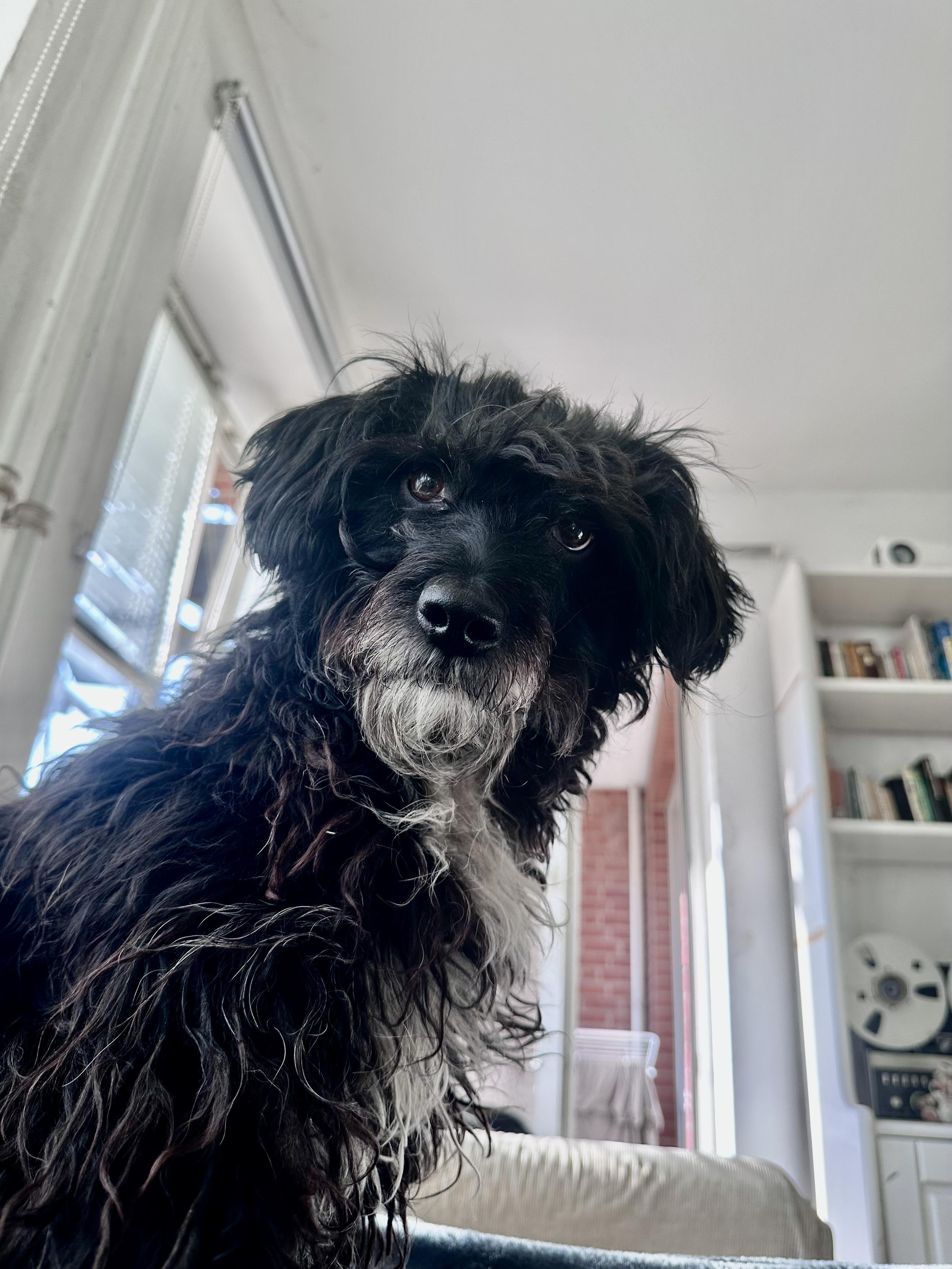 Aqua, eine wuschelige schwarzbraune Hündin mit weißem Bart und weißer Brust hockt vor mir auf dem Sofa und schaut erwartungsvoll in die Kamera. 
Im Hintergrund eine offene Balkontür mit Wäscheständer und innen ein weißer Bücherschrank.