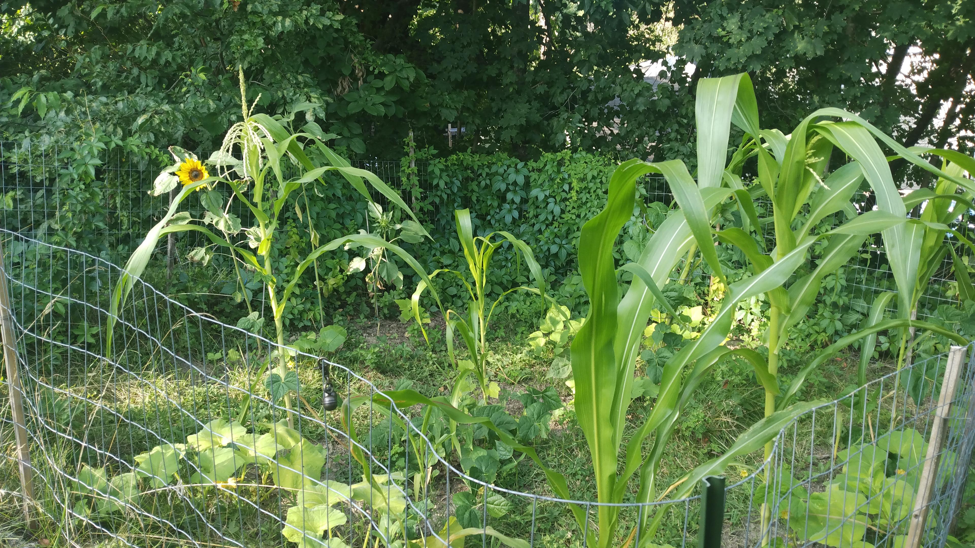 Two corn plants with tassels at the top in a small home garden. There are squash and beans (and clover) growing on the ground. There are smaller corn plants, as well as a sunflower in bloom in the back.