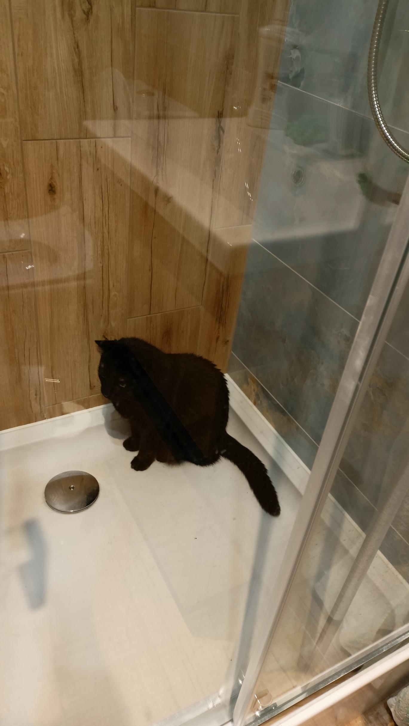 kot, cat