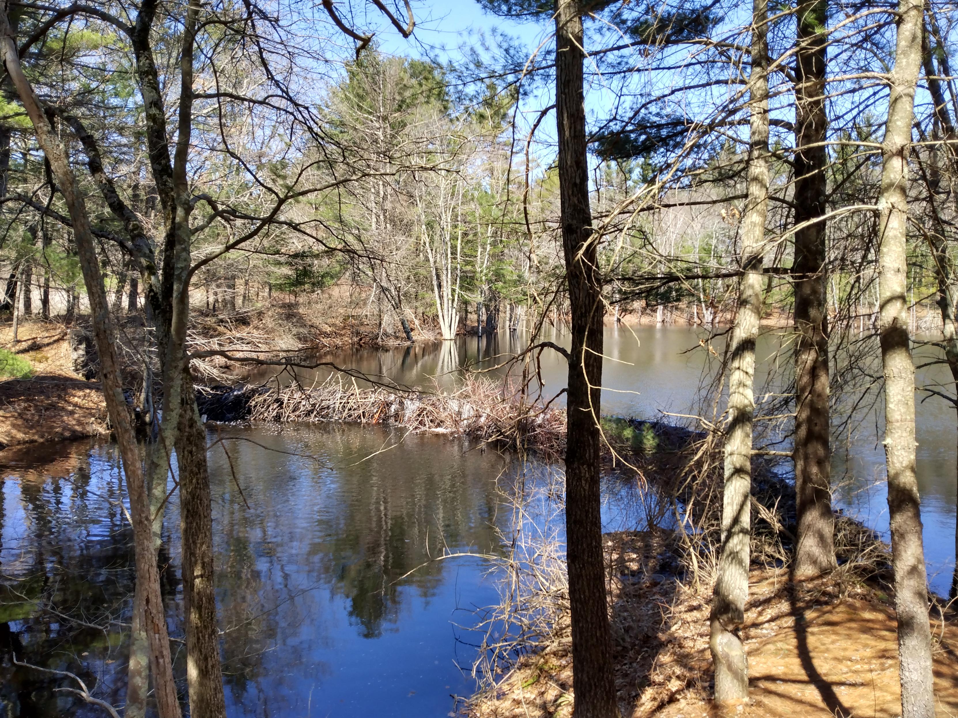 A beaver dam in the middle of a forest and wetlands. It is early spring and the water isn't frozen, but the deciduous trees are still bare. There are a few pine trees around. The sky is blue and is reflected in the water.