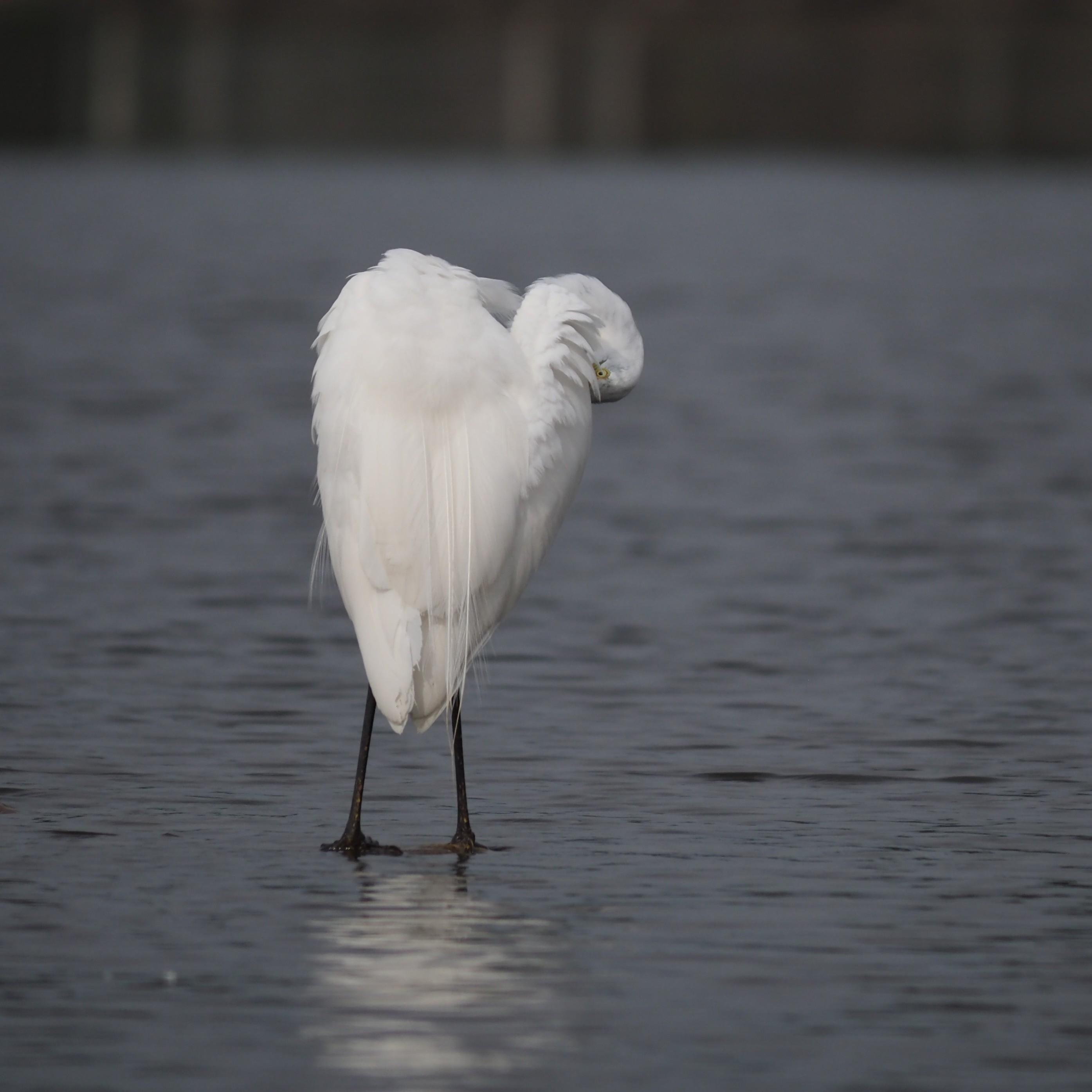 A great egret, a large white heron with black legs, their neck curled up close and head tucked in as they preen, making the rough shape of a heart, all of their face invisible except for one peering yellow eye if you look closely. They're standing in shallow, rippled grey water.