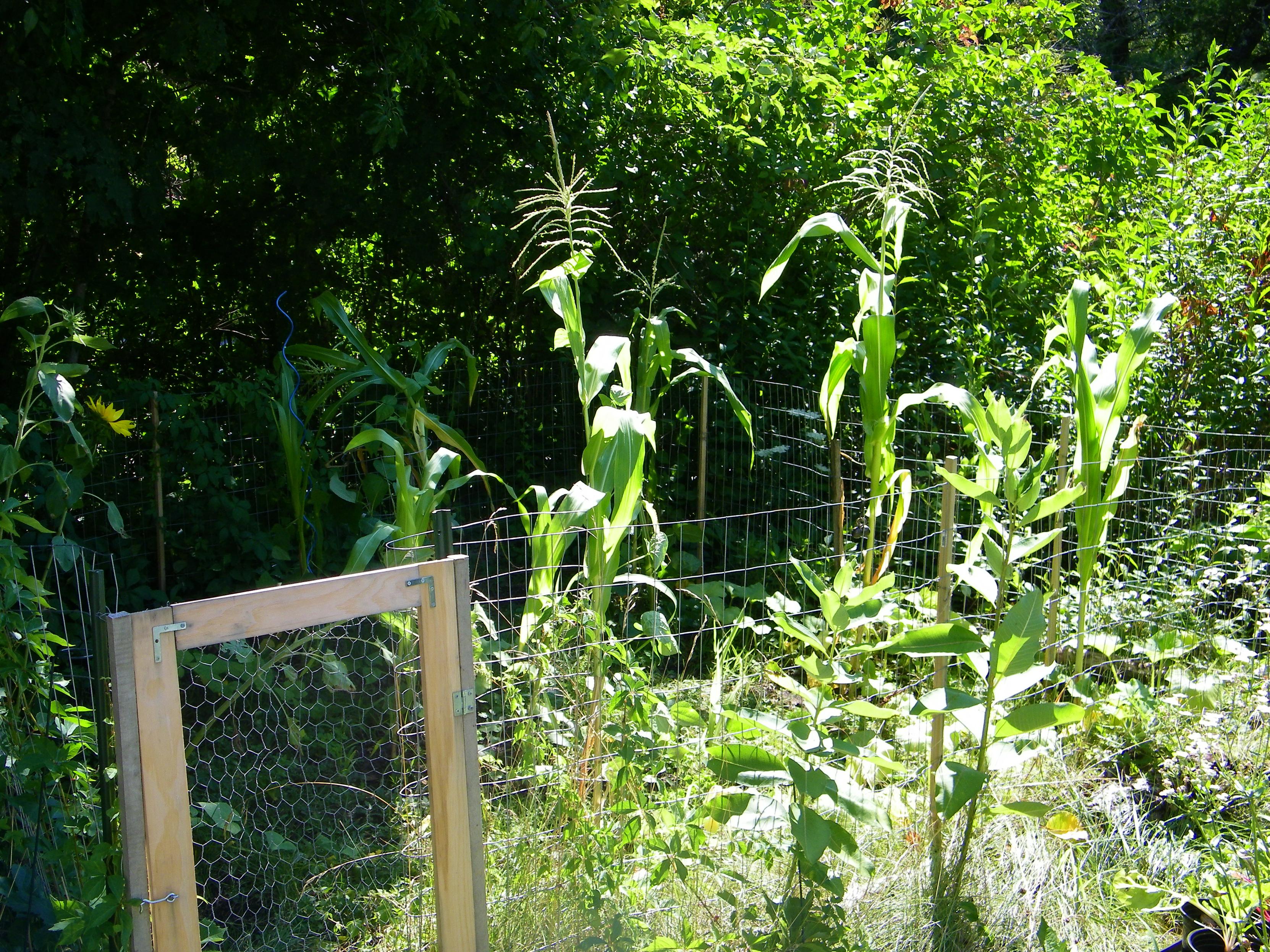 A photograph of a fenced in small garden. There are corn stalk with tassels, and beans and squash growing as well. In the far left is a sunflower in bloom. There are milkweed plants in front of the fence, and bushes behind it. The sun is shining and the plants are glowing.