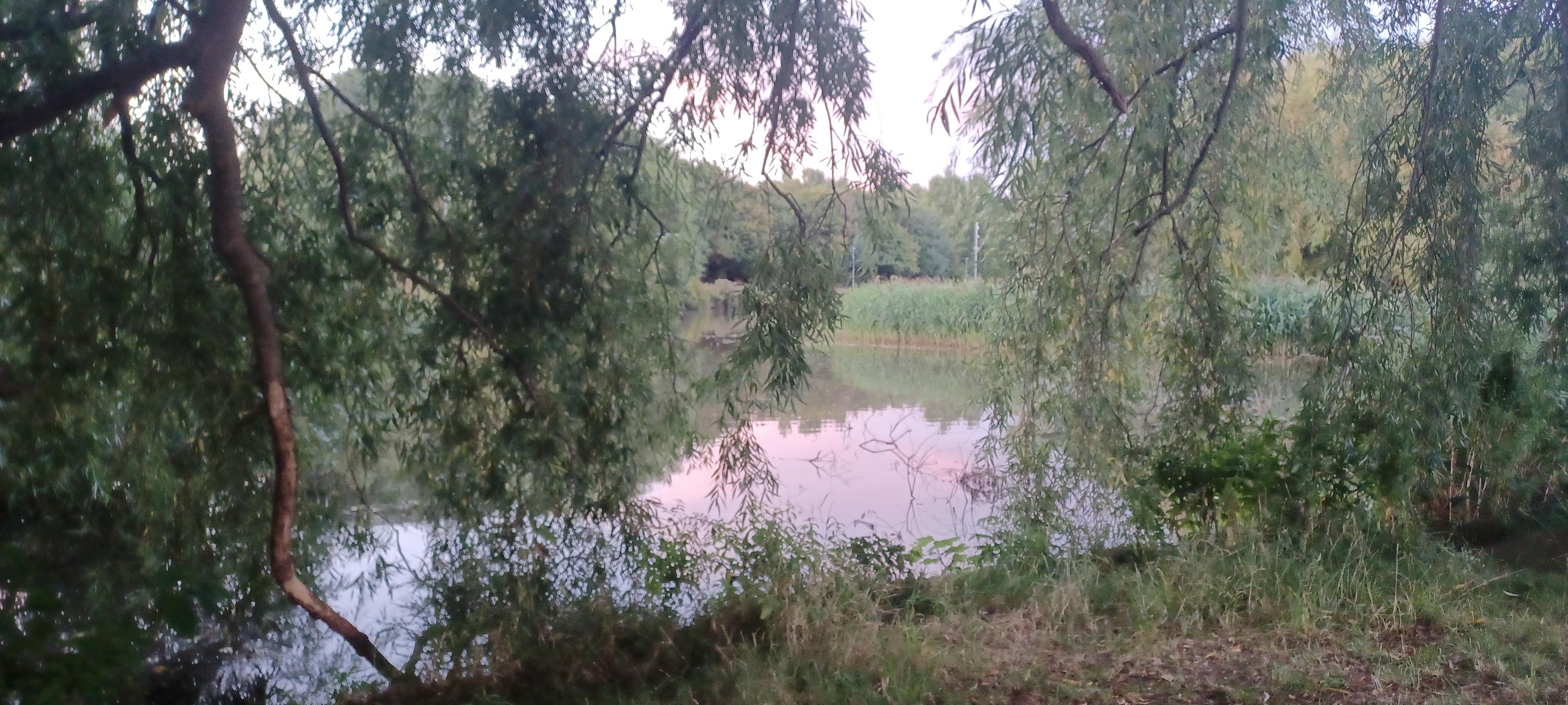 view over the lake from my tree seat. there was a purple haze reflecting in the water from the clouds above. the weeping willow is framing the view