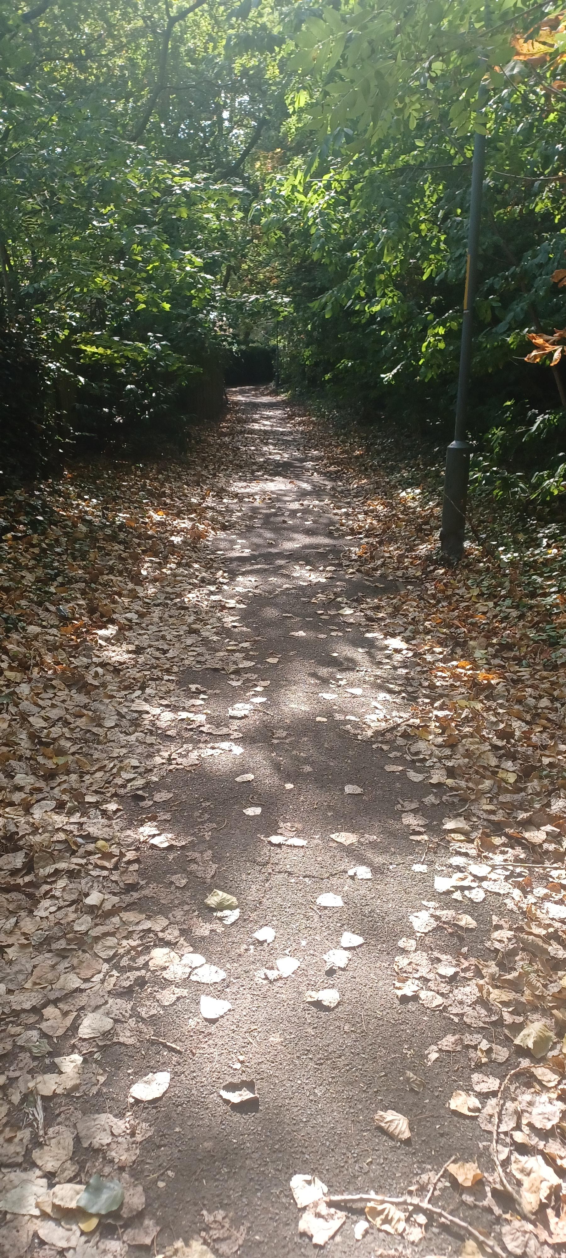 portrait colour photo of a leaf littered path with dense trees on either side creating a tunnel-like feel