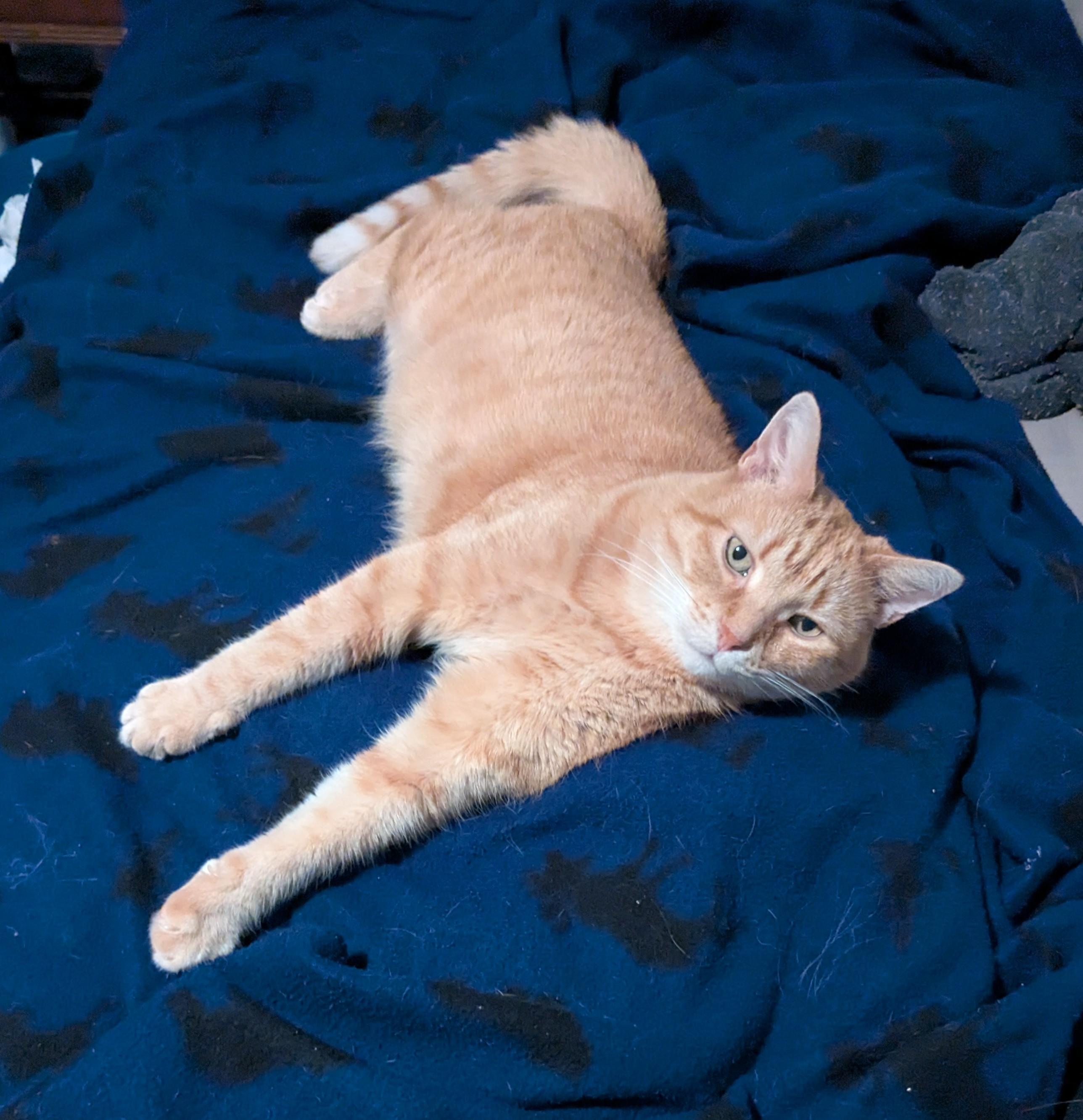 A fairly pale orange tabby, sprawled on a blue fleece blanket with his front legs sticking straight out below him as if standing. He's watching the photographer, his head slightly lifted, eyes a greenish gold.
