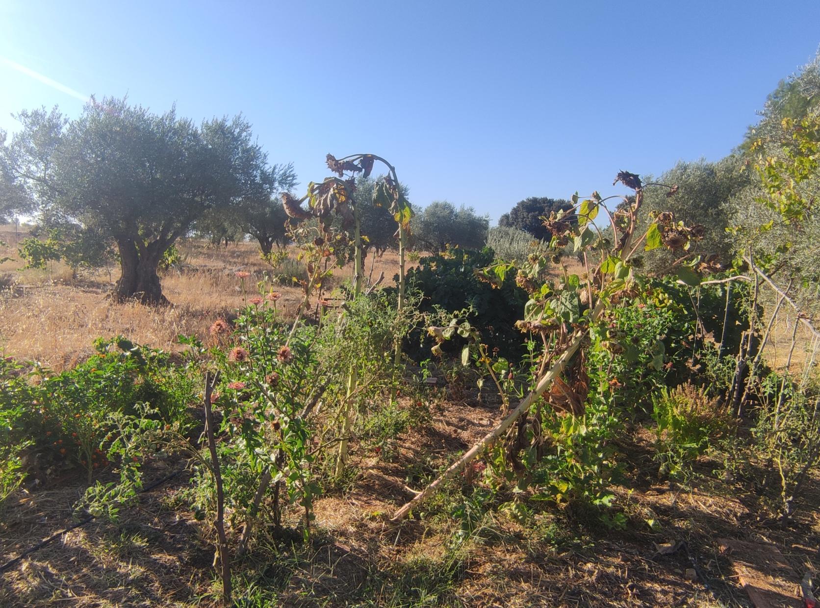 Foto de una huerta de unos 40 m2 con zinnias tomateras y girasoles en la parte central, a la derecha se ven cultivos de pimientos en buen estado. Detrás una gran parra en espaldera h varios olivos. Los girasoles miden más de dos metros de alto.