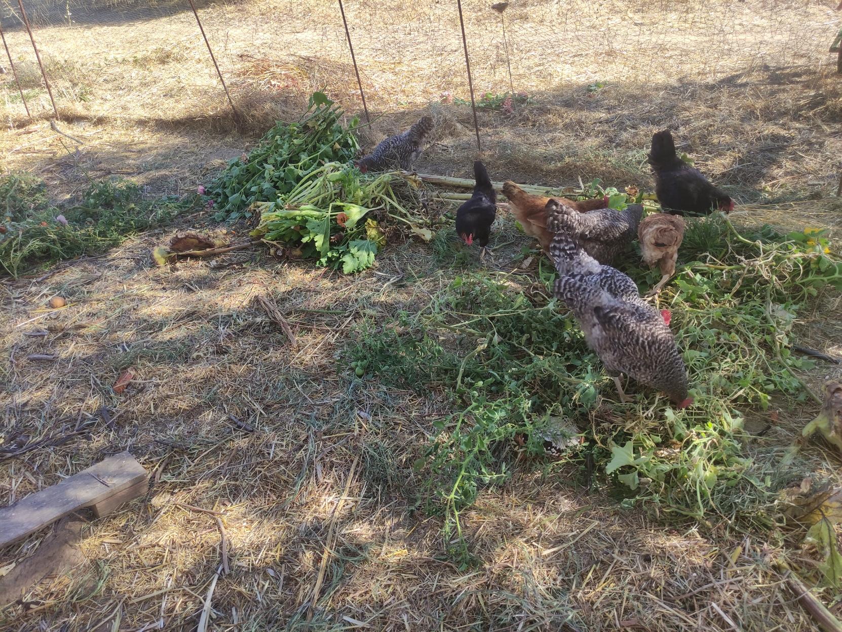 Un corral de gallinas en el que se ven unas vallas con todos los restos de la huerta cortados y unas 7 gallinas picoteando todo.