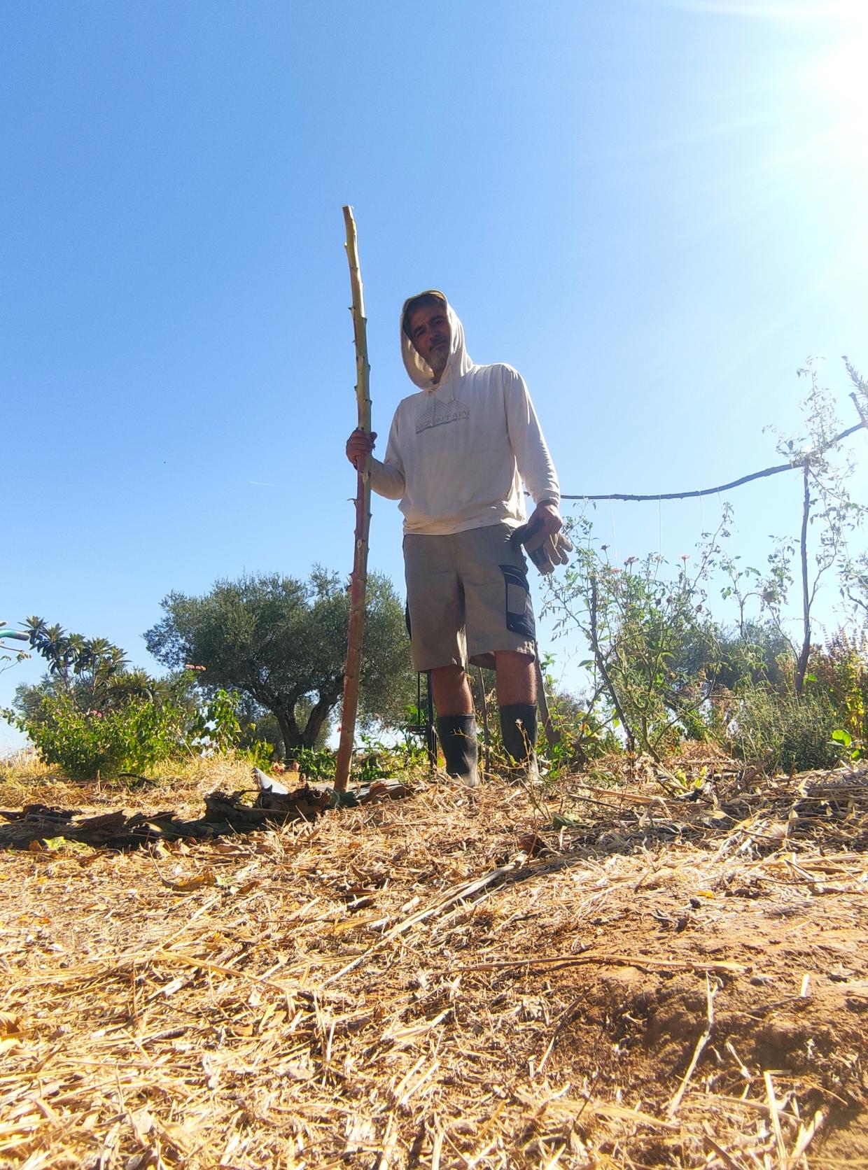 Una foto hecha desde el suelo.donde el tercio inferior es.suelo arcilloso con algo de pasto, es en vertical y estoy yo sujetando el.girasol mas grande, detrás se ve la huerta ya limpia, a la.izquierda una planta de lantana y un níspero, detrás como siempre, olivos