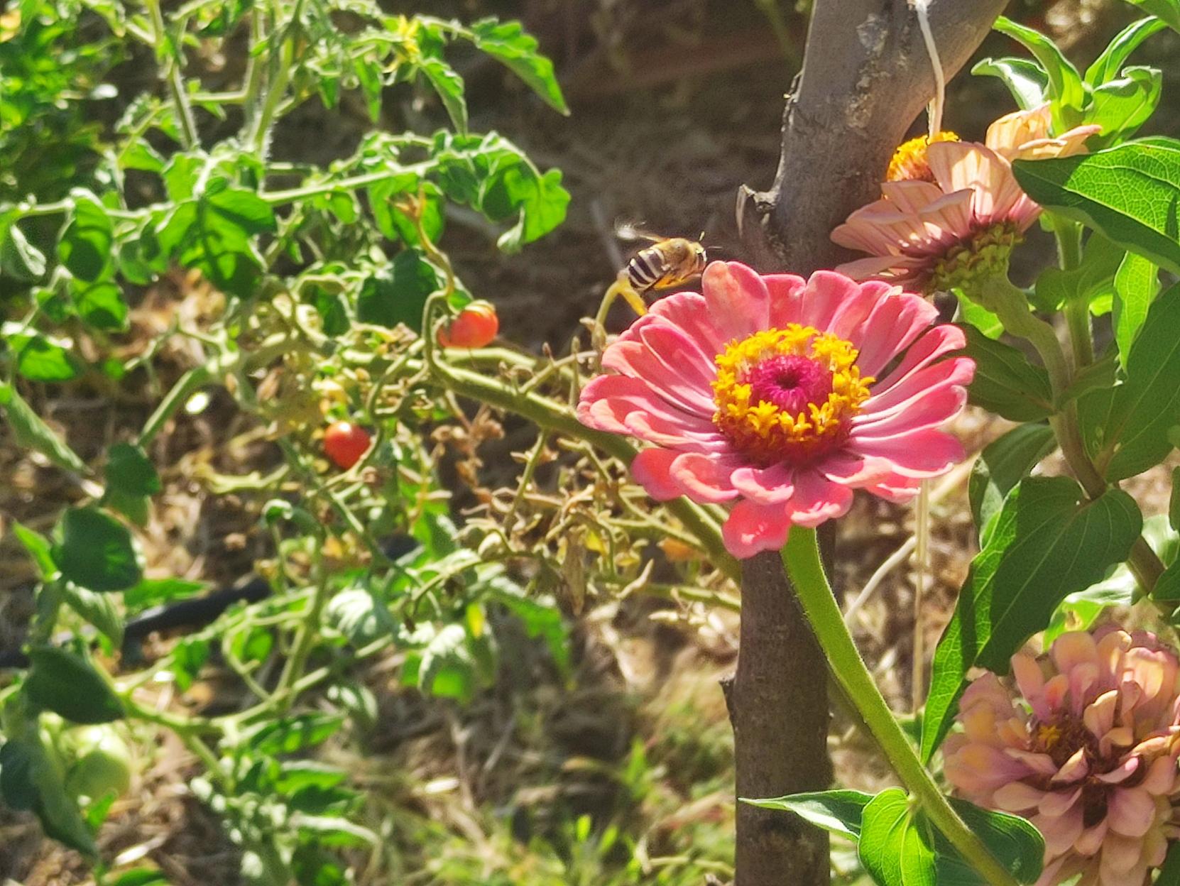 Una zinnias rosa en la que esta apunto de aterrizas en todo su centro amarillo una abeja pelucuona con lineas negras y blancas claramente marcadas, detrás hay una vara de olivo tutor de tomateras y tomateras con algunos tomates pequeños.