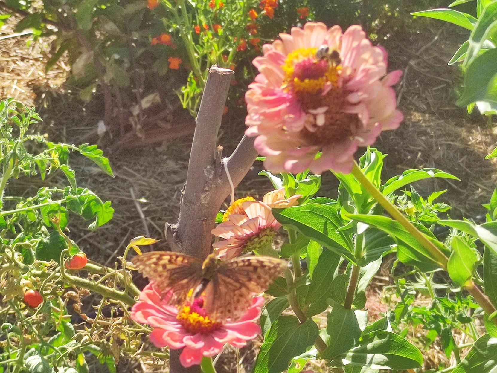 La misma flor anterior pero incluyendo ahora tb una que está encima, en la anterior Ajora hay una mariposa que ha echado a la flor superior a la abeja anterior