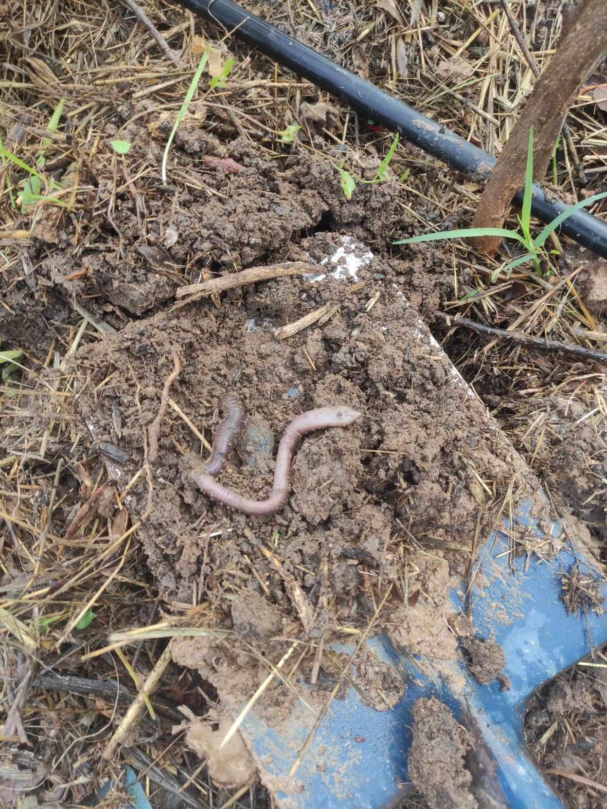 Toma de unos 50cm de largo, una pala plana azul desgastada y llena de suelo sujeta a una lombriz de unos 15 cm de largo con dos partes bastante gordas, estirada era muy larga. Tb hay una goma de riego en la parte superior sujetada por dos estaquitas de olivo. Del suelo brotan algunas hierbas pequeñas, está humedo